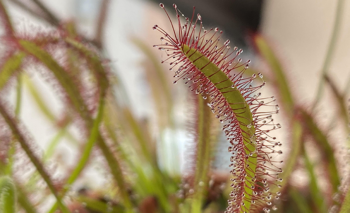 Drosera