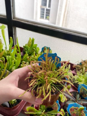 Drosera capensis