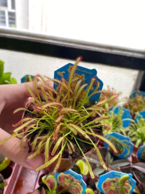 Drosera capensis