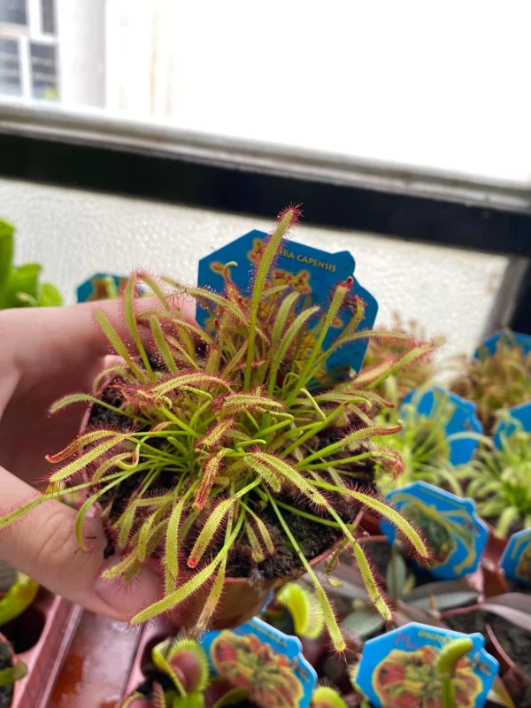 Drosera capensis – rosulja