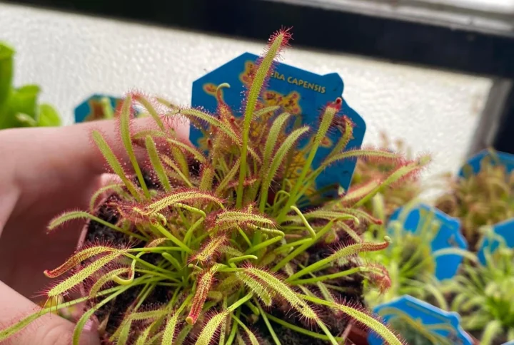 Drosera capensis