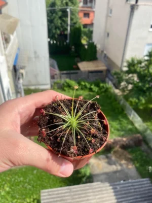 Drosera paradoxa