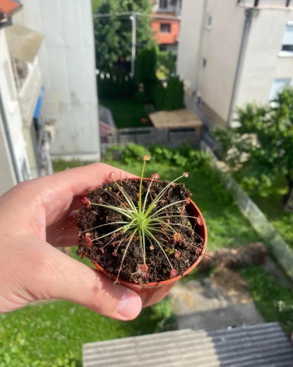 Drosera paradoxa
