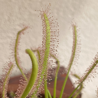 Drosera