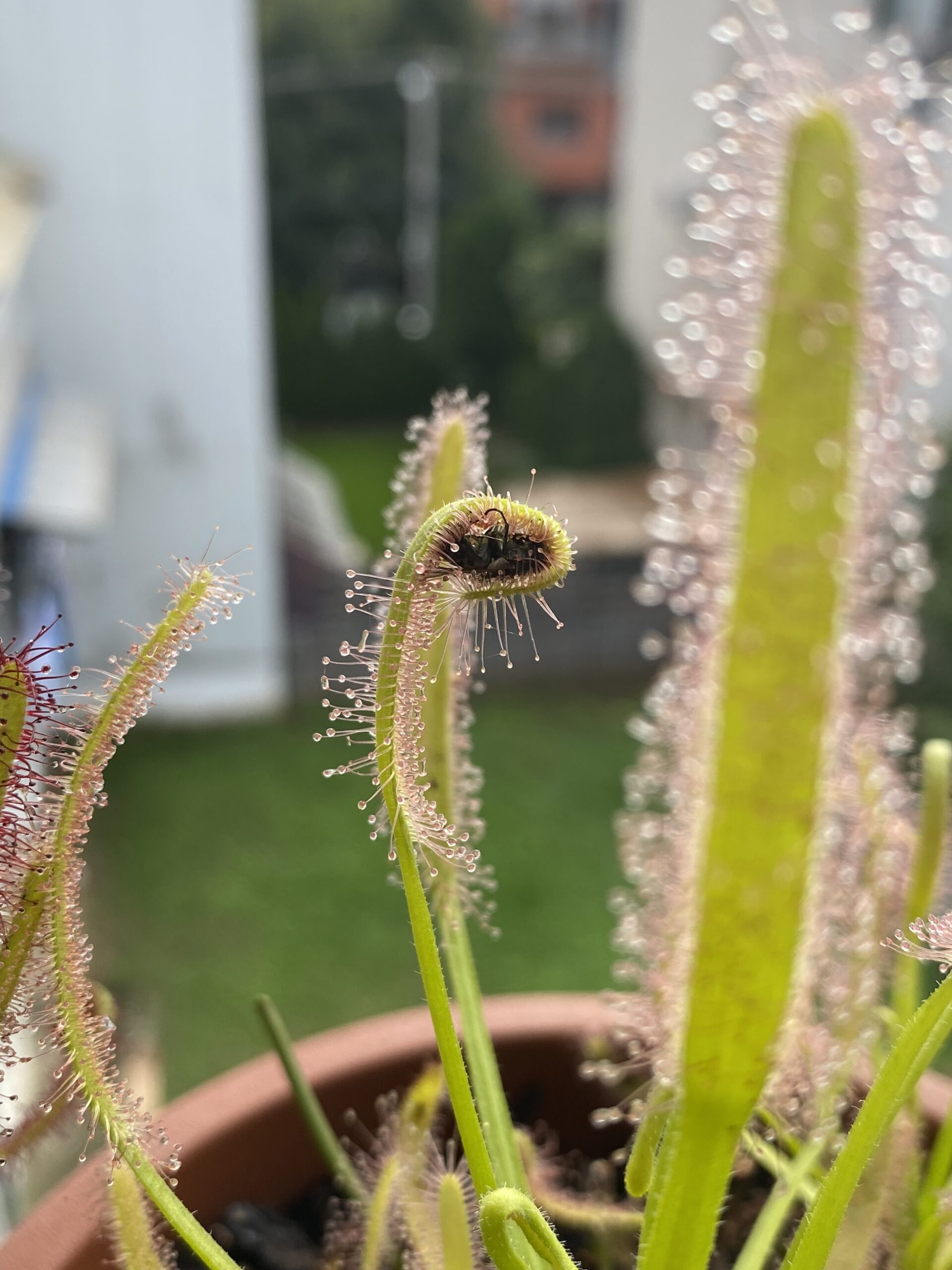 Drosera
