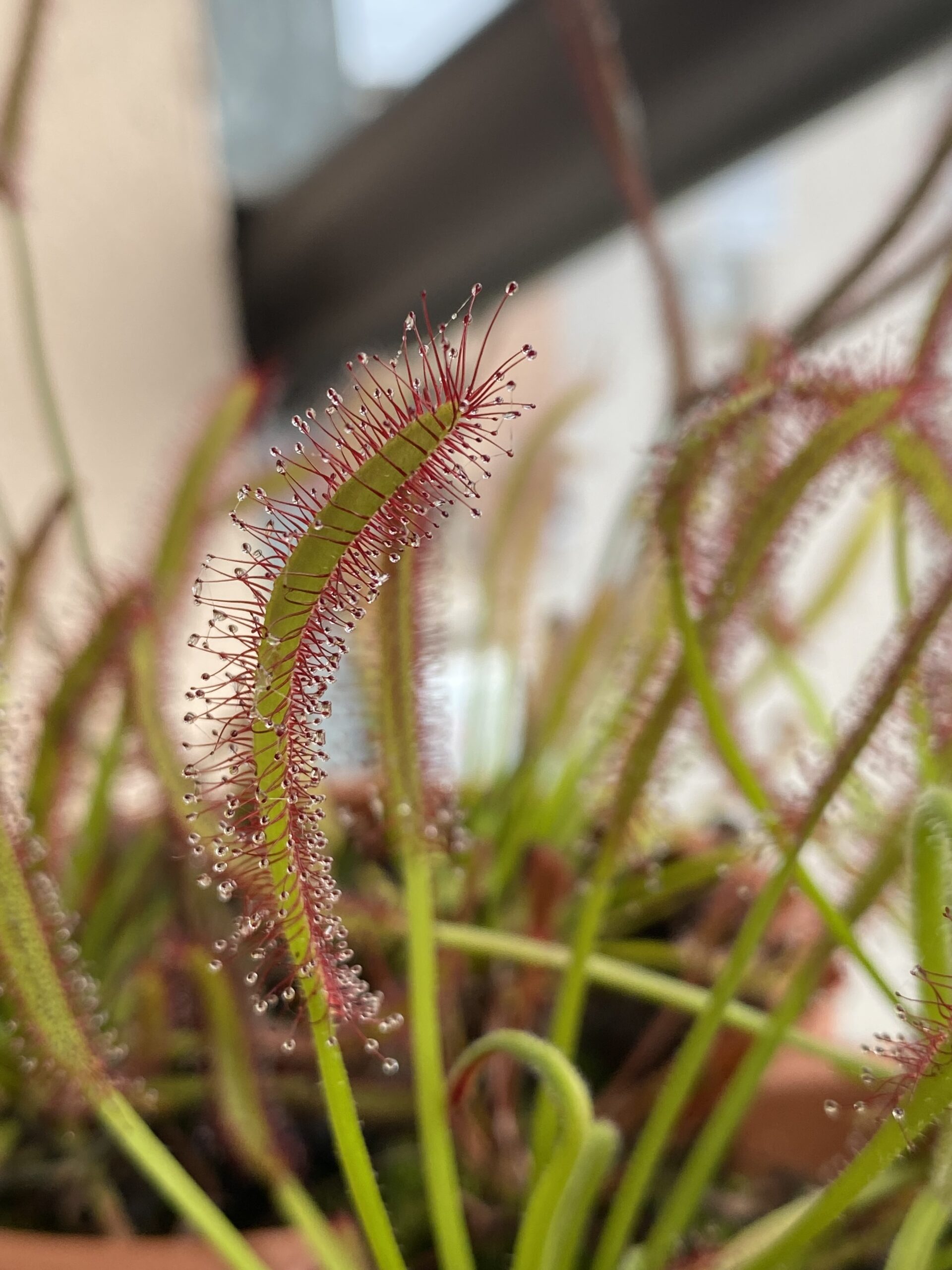 Drosera