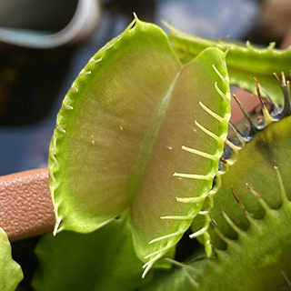 Dionea Muscipula