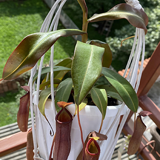 Nepenthes