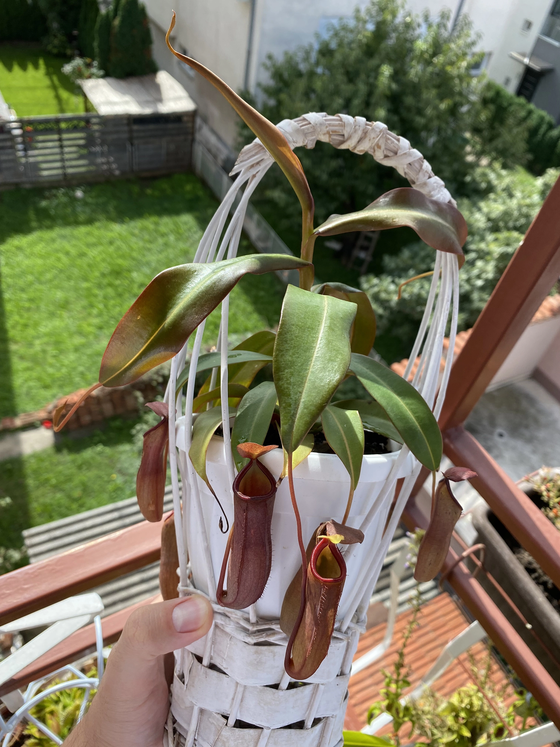 Nepenthes 5