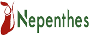 Nepenthes