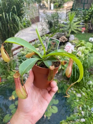 Nepenthes x ventrata