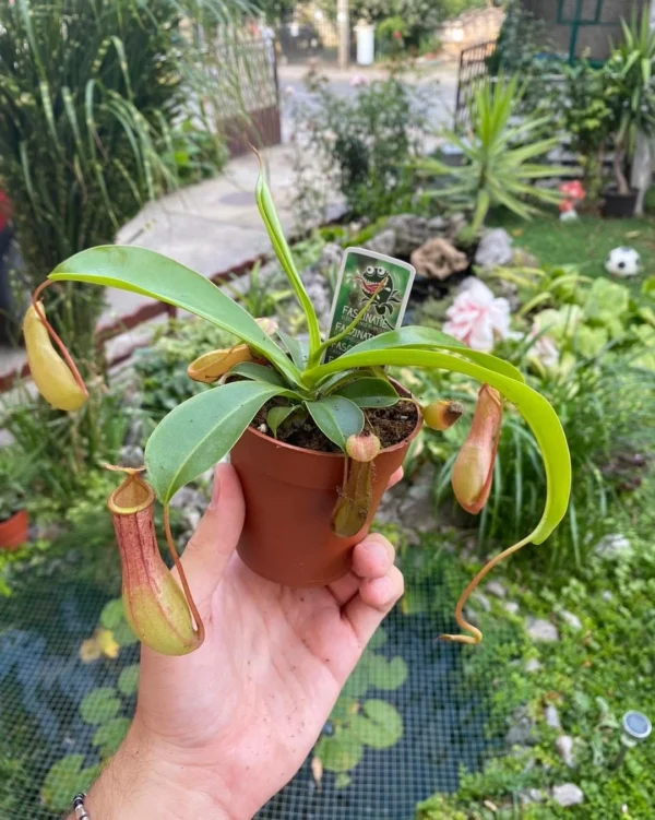 Nepenthes x ventrata