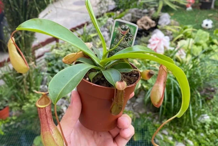 Nepenthes x ventrata