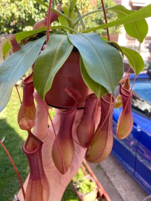 Nepenthes x ventrata mega