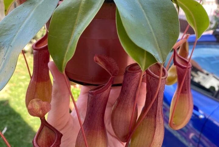 Nepenthes x ventrata mega