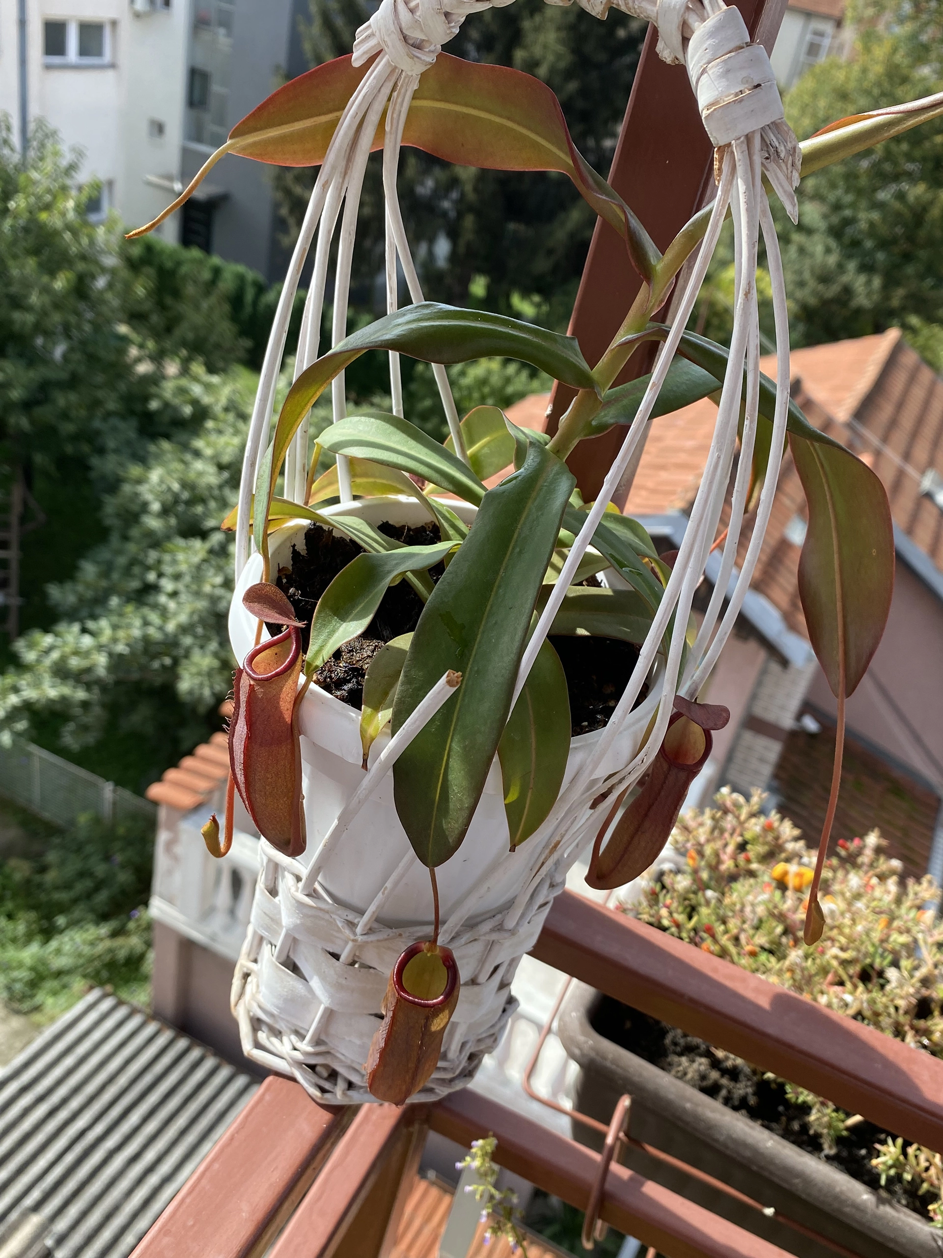 Nepenthes2