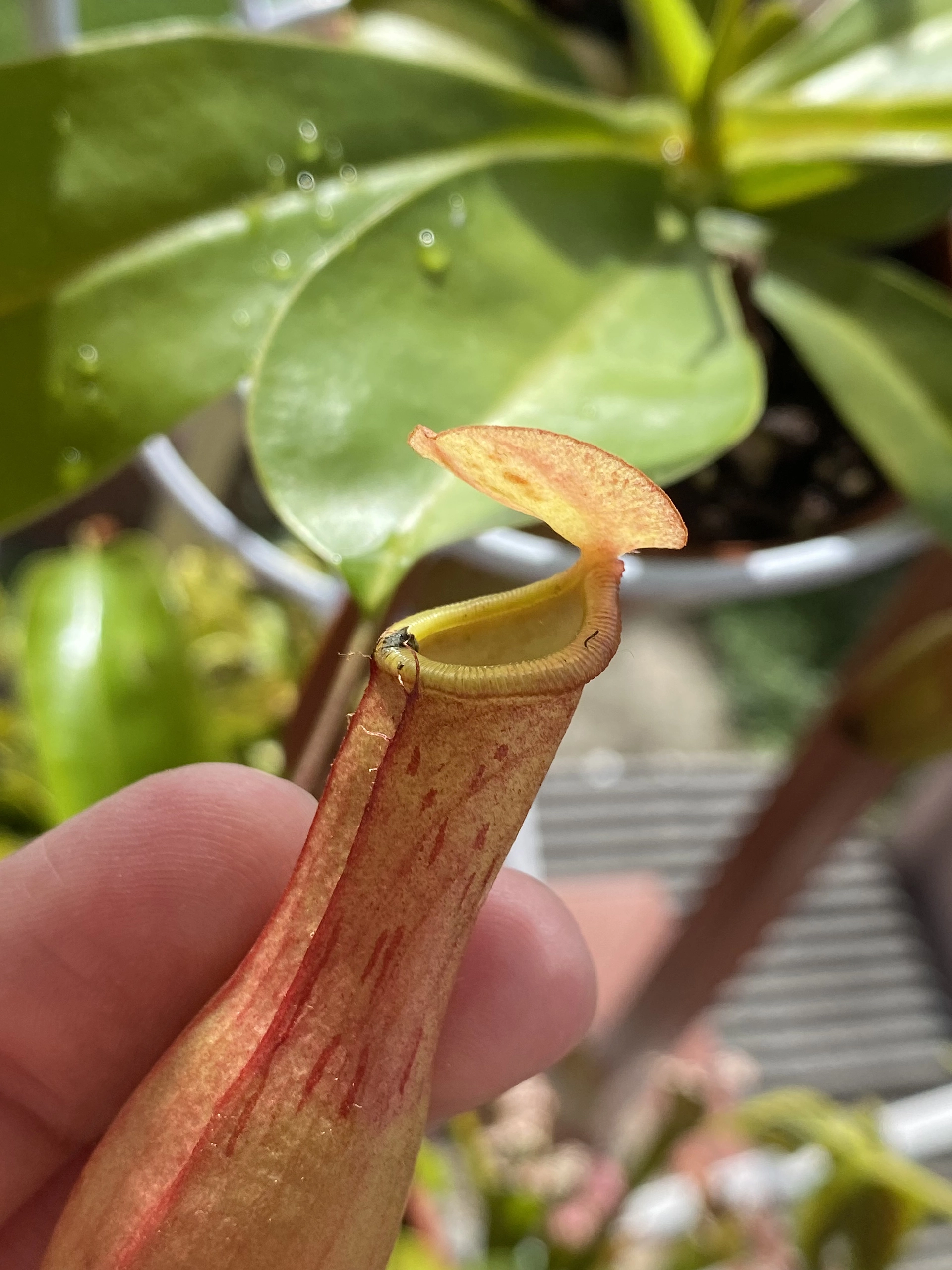 Nepenthes3
