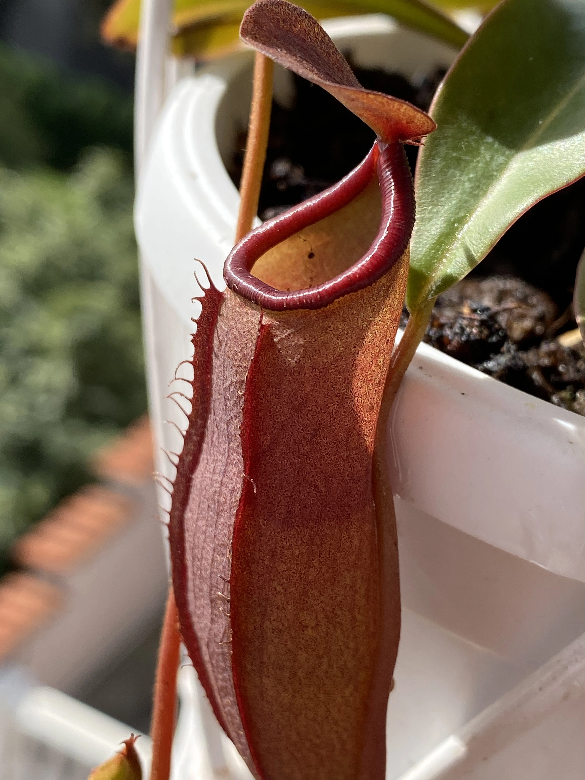 Nepenthes4