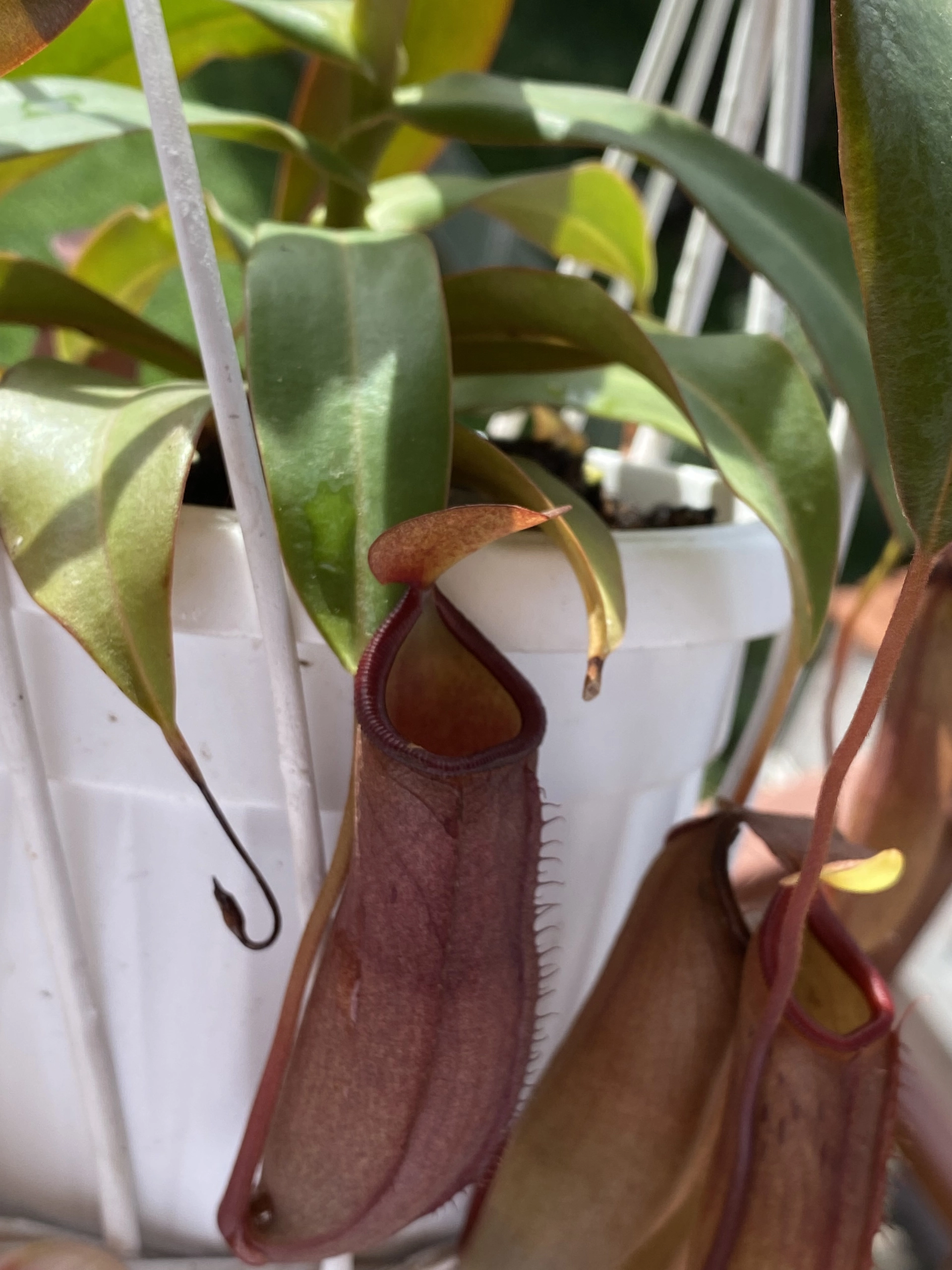 Nepenthes6