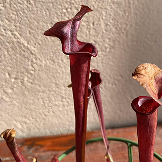 Sarracenia