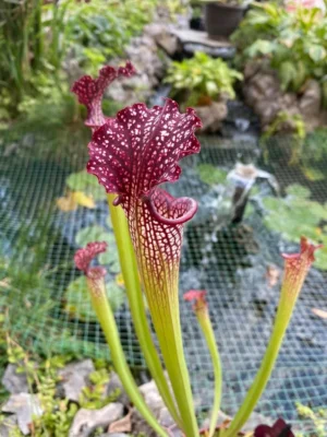 Sarracenia farnhamii