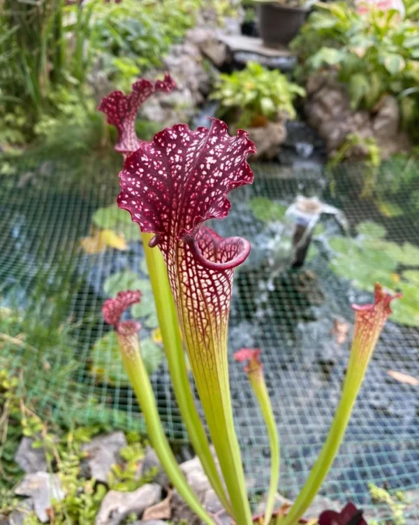 Sarracenia farnhamii mega