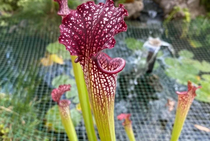 Sarracenia farnhamii