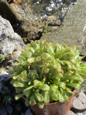 Drosera aliciae