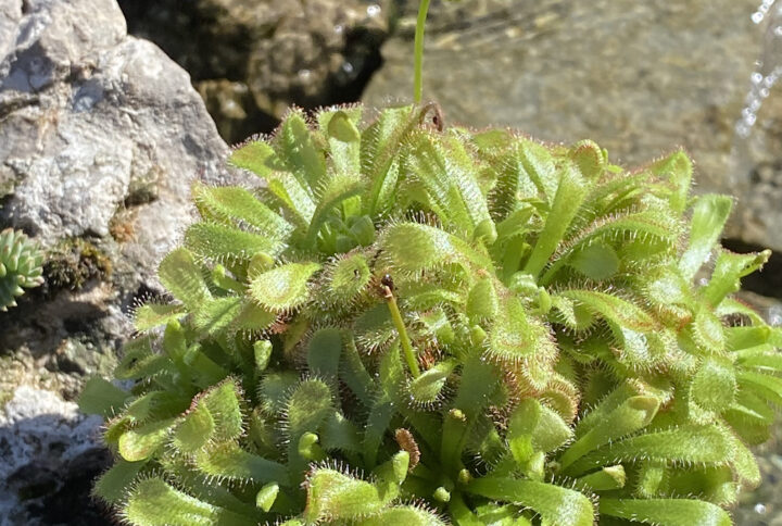 Drosera aliciae