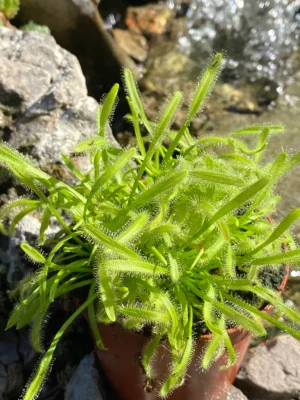 drosera capensis Alba- rosulja3 (1)