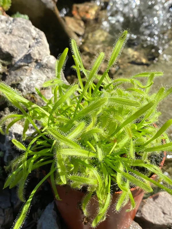 Drosera capensis Alba- rosulja