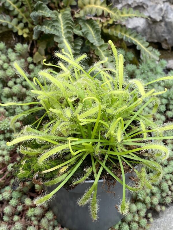 Drosera capensis Alba- rosulja