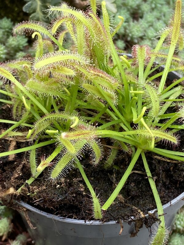 Drosera capensis – rosulja