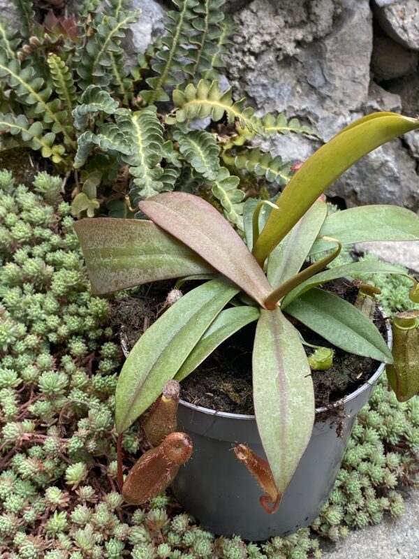 Nepenthes rebecca soper