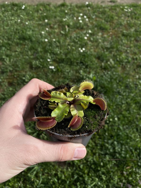 Venerina muholovka- Dionea Muscipula