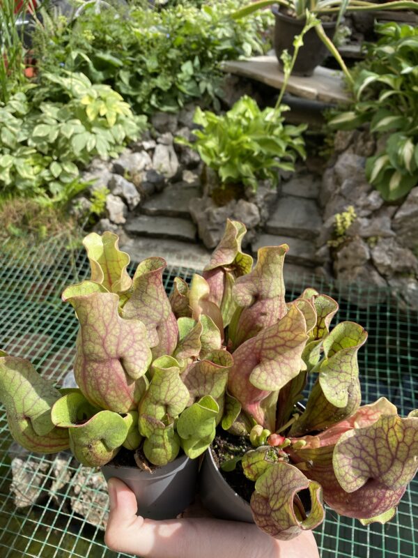 Sarracenia purpurea