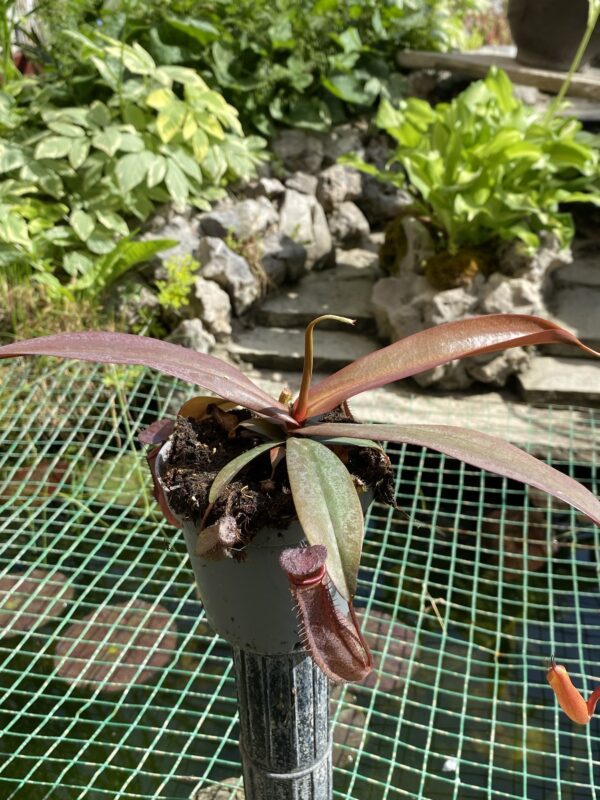 Nepenthes rebecca soper