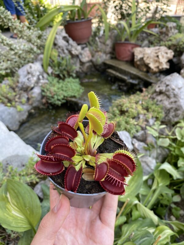 Venerina muholovka- Dionea Muscipula