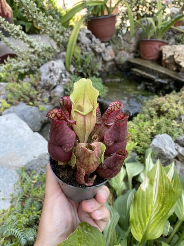 Sarracenia purpurea