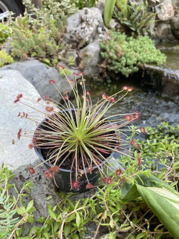 Drosera paradoxa
