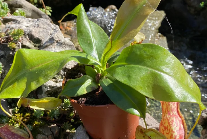 Nepenthes Gaya
