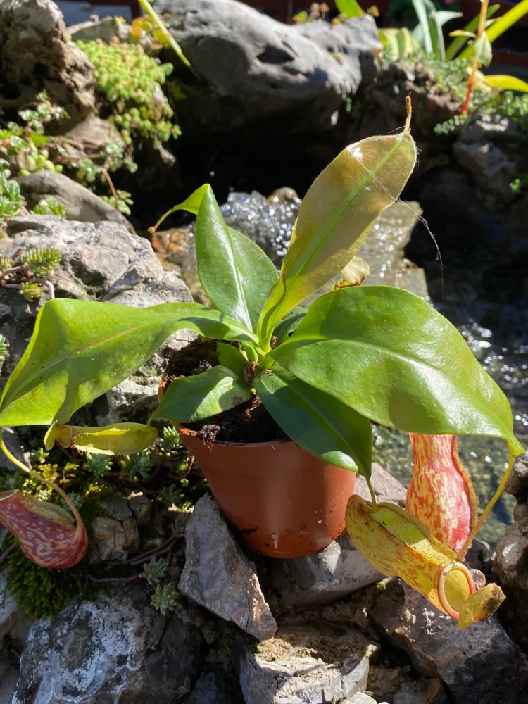 Nepenthes Gaya