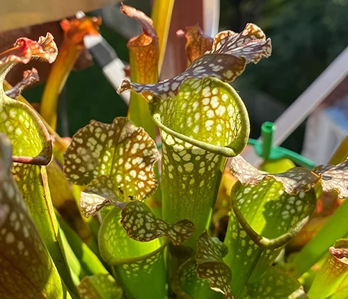 Sarracenia