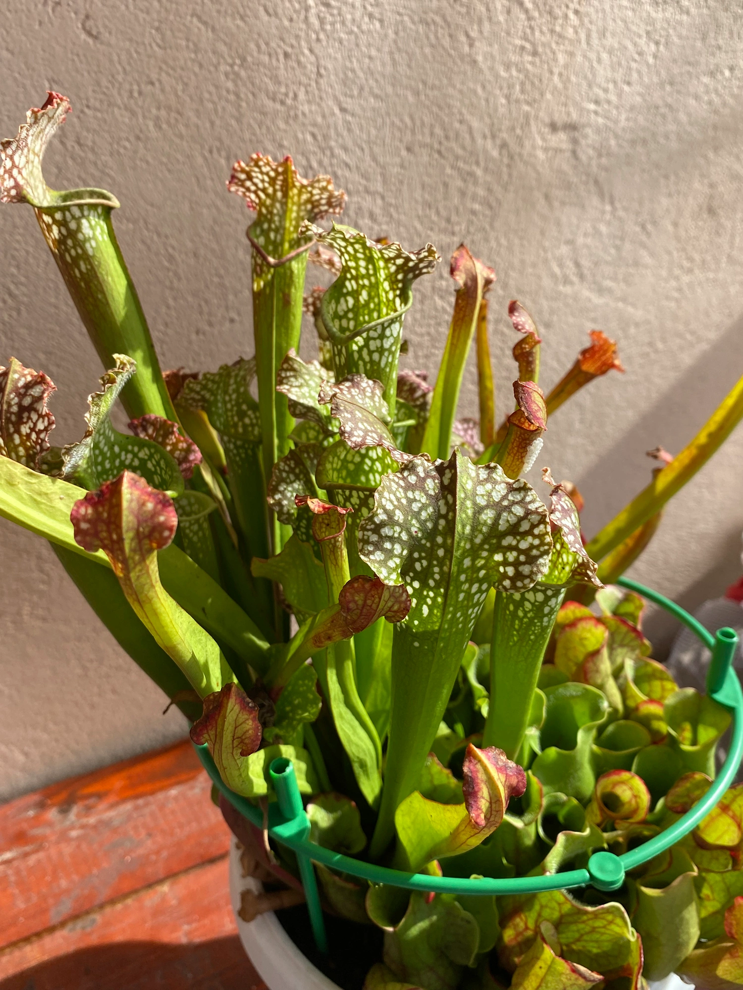 Sarracenia