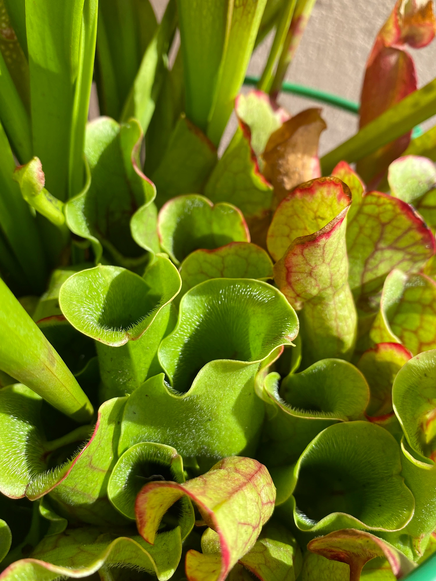 Sarracenia