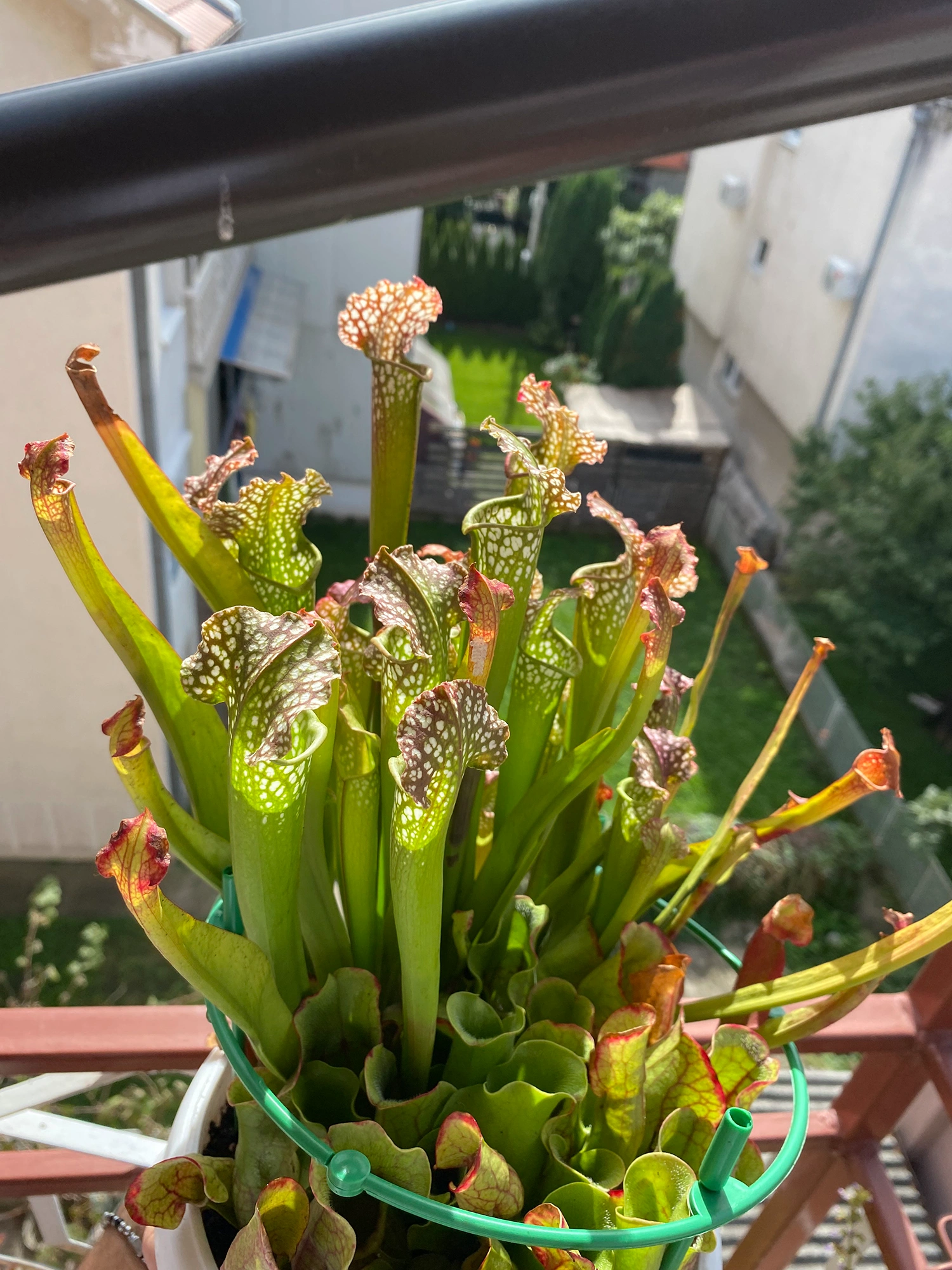Sarracenia