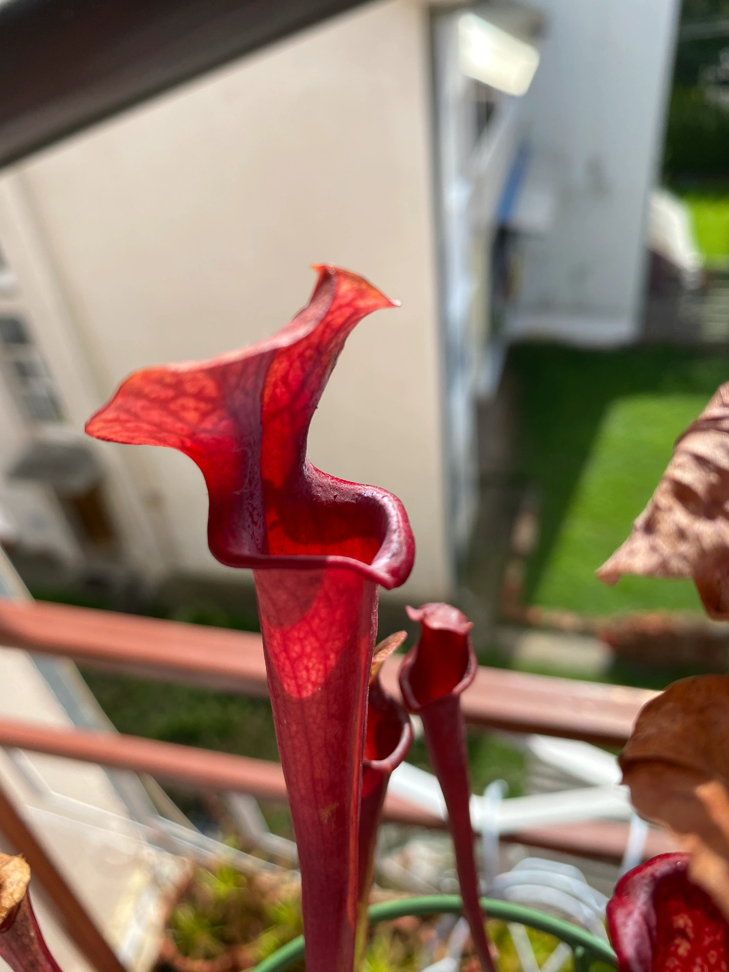 Sarracenia
