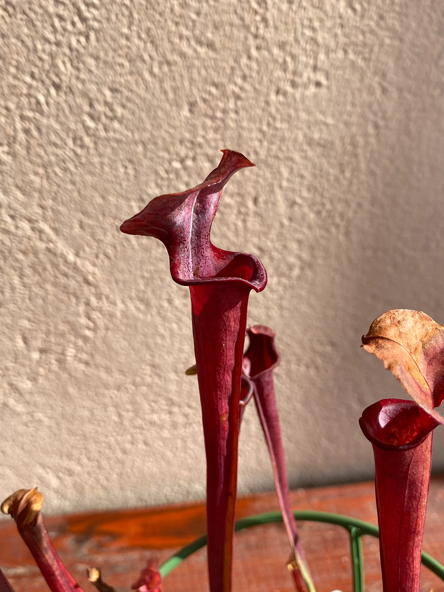 Sarracenia