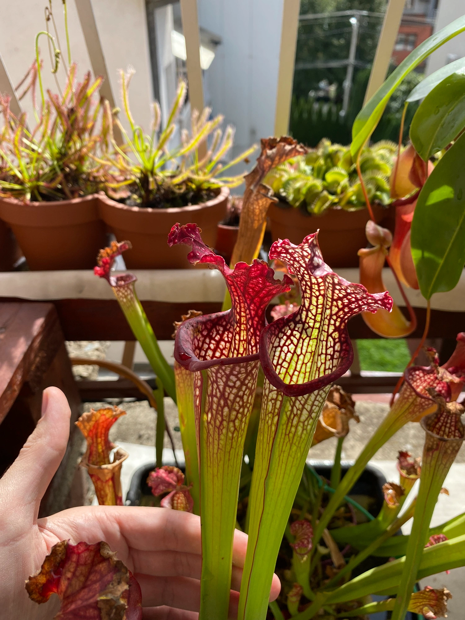 Sarracenia7