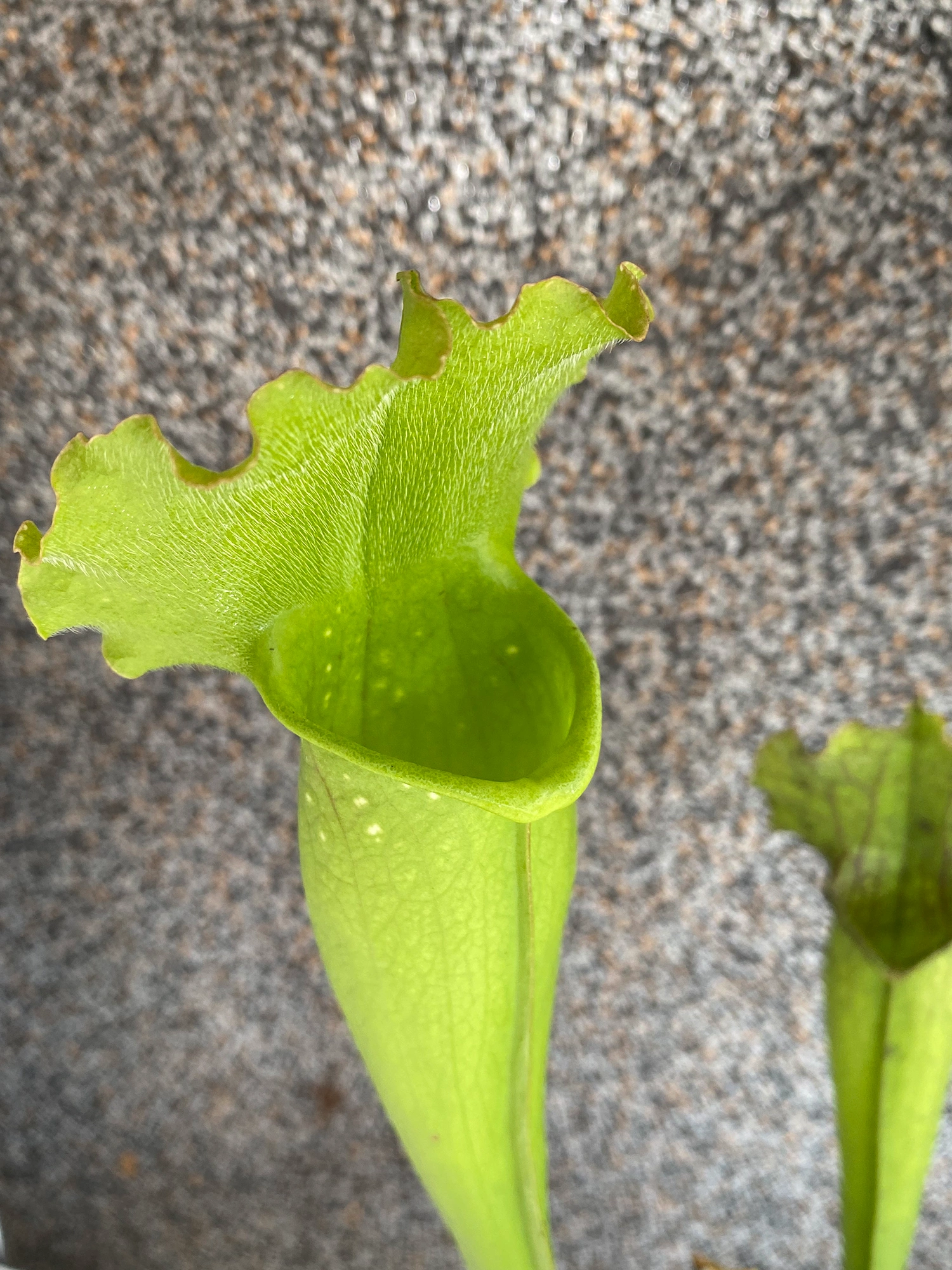 Sarracenia8